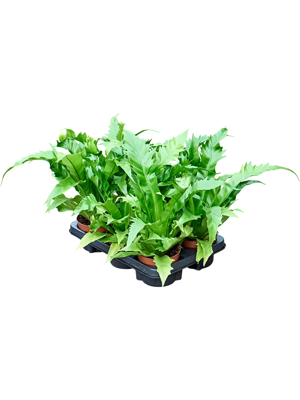 Asplenium antiquum 'Gioia' 6/tray