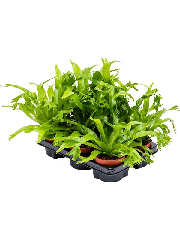 Asplenium 'Amy' 6/tray