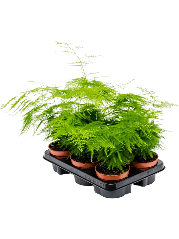 Asparagus setaceus plumosus 8/tray