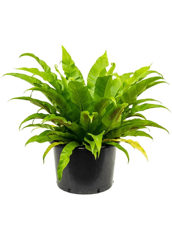Asplenium antiquum