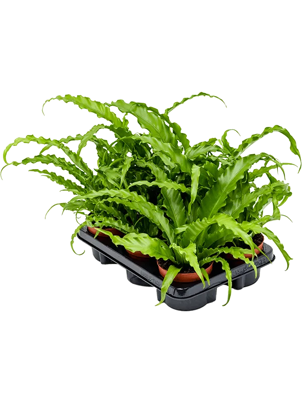 Asplenium antiquum 'Osaka' 6/tray