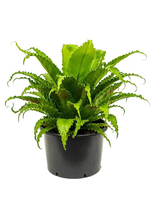 Asplenium antiquum 'Osaka'
