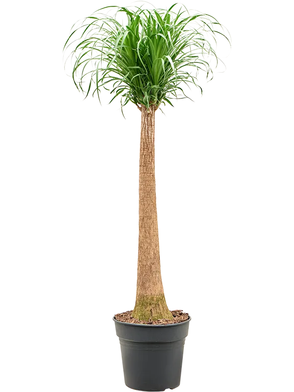 Beaucarnea recurvata