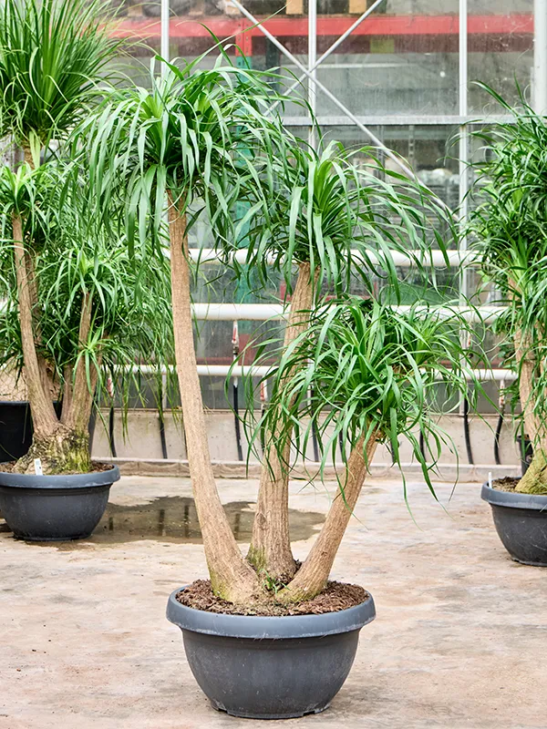 Beaucarnea recurvata