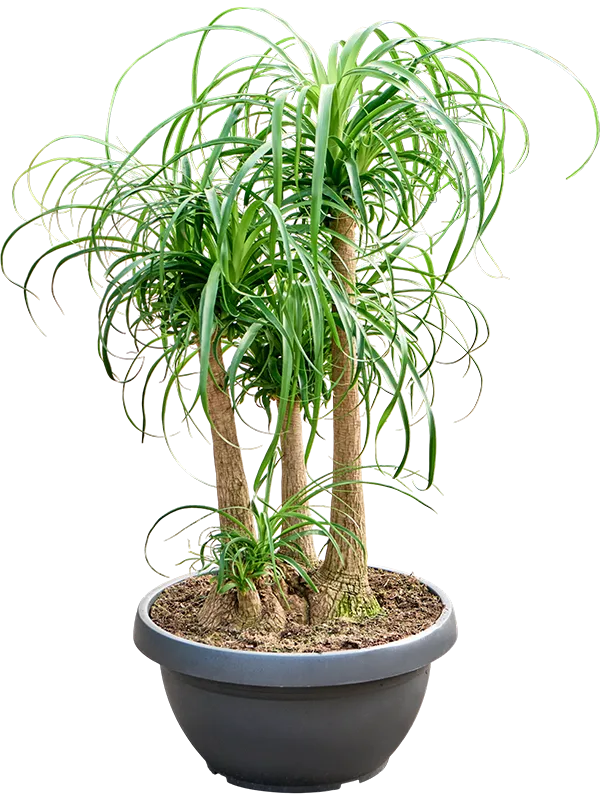 Beaucarnea recurvata