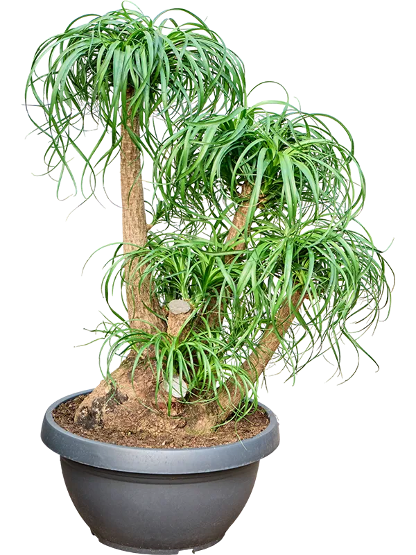 Beaucarnea recurvata