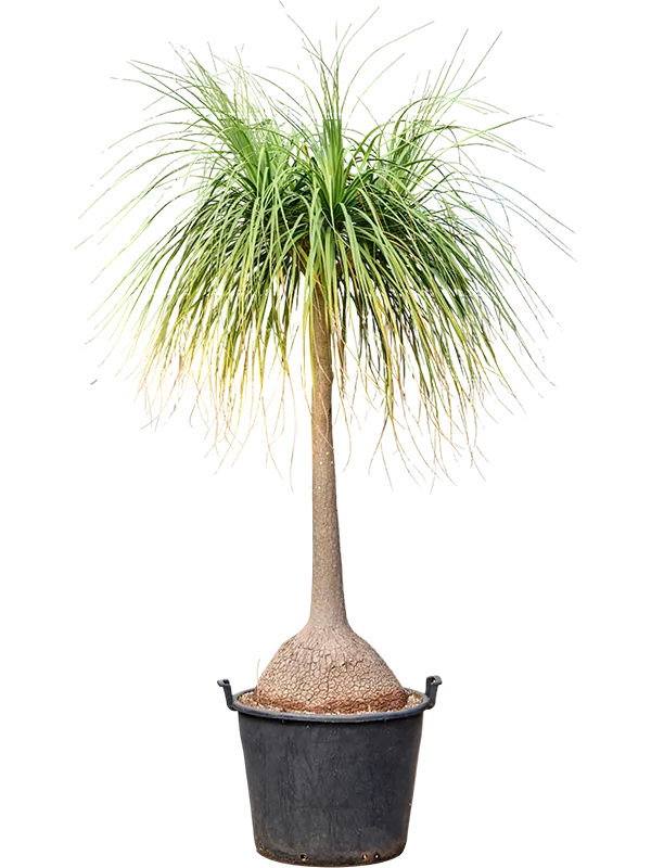 Beaucarnea recurvata 'Nolina'