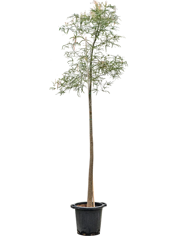 Brachychiton rupestris