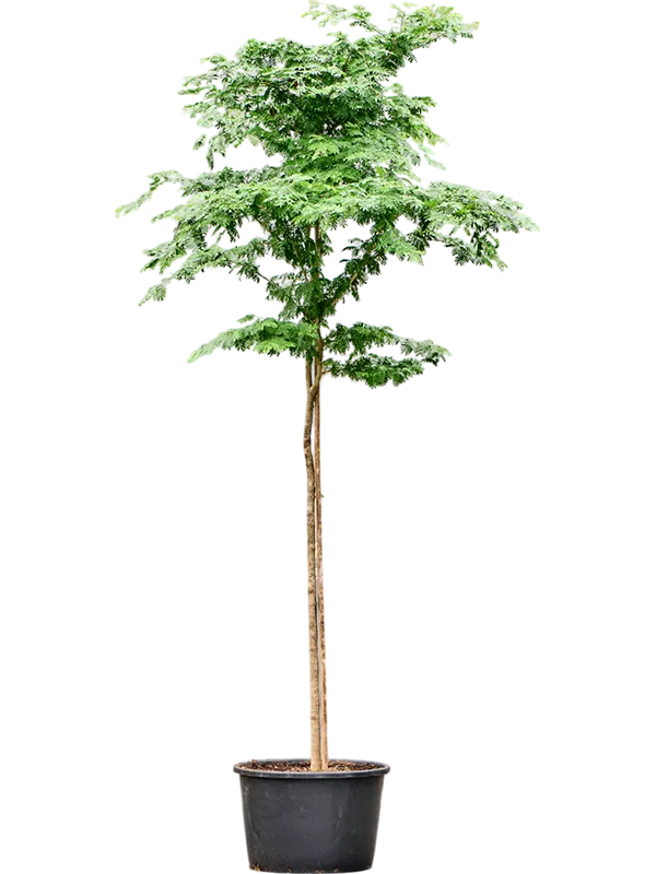 Bulnesia arborea