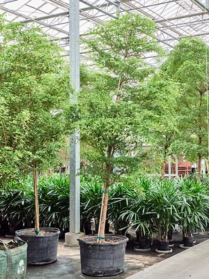 Bucida buceras 'Shady Lady'