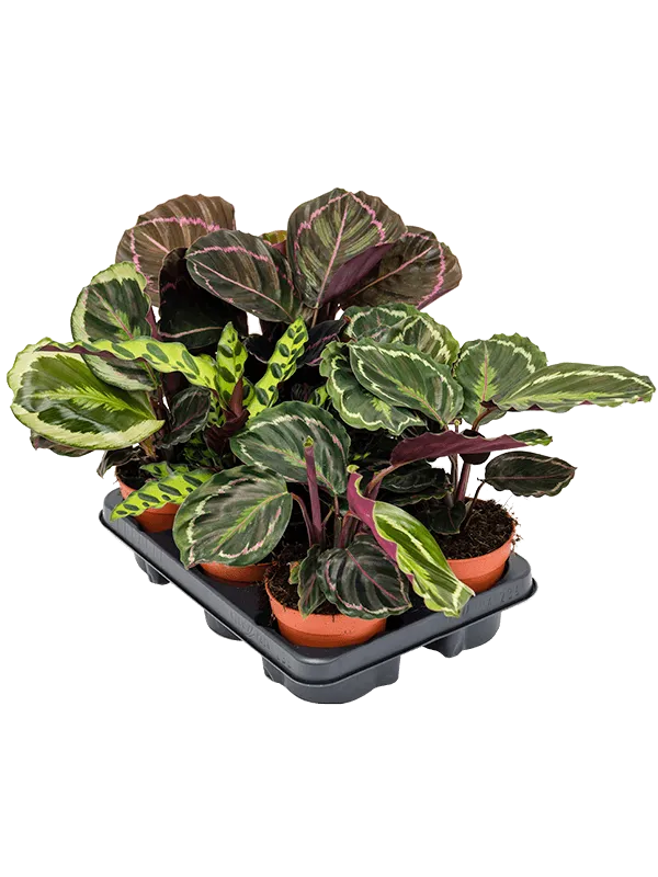 Calathea mix 6/tray