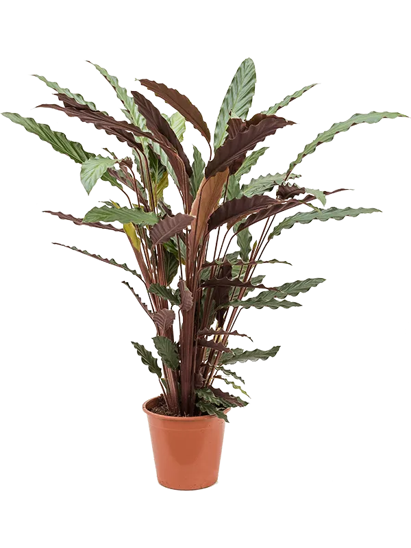 Calathea rufibarba 'Wavestar'