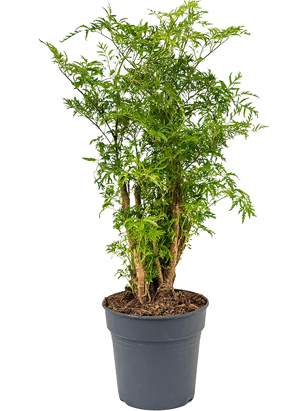 Aralia (Polyscias) 'Ming'