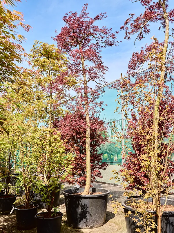Acer pal. diss. 'Inaba-shidare'