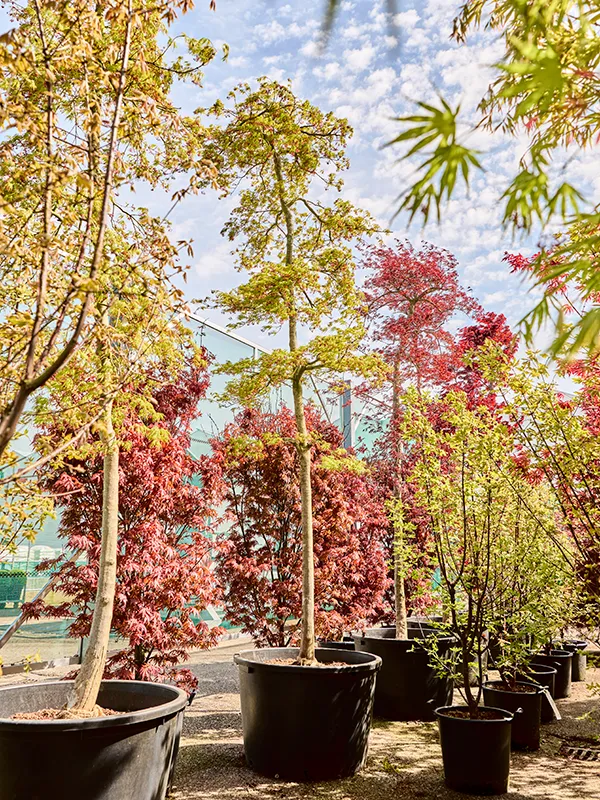 Acer pal. diss. 'Viridis'