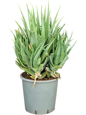 Aloe arborescens