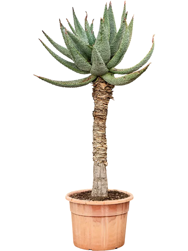 Aloe marlothii