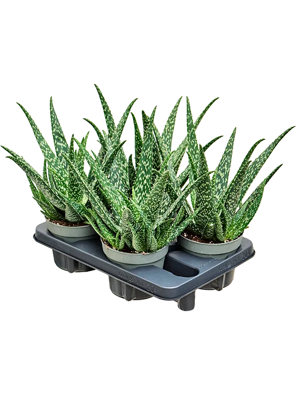 Aloe Tropical 4/tray