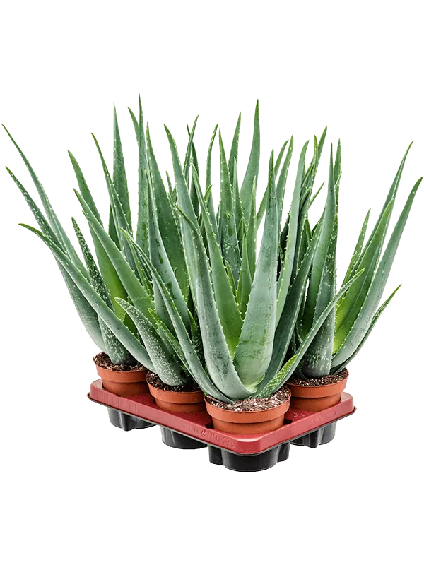 Aloe vera barbadensis 6/tray