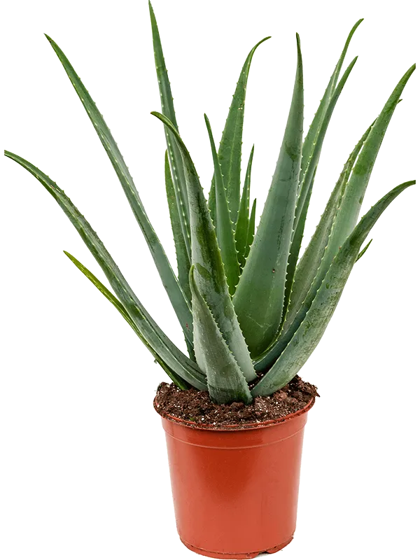 Aloe vera barbadensis