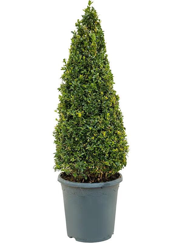 Buxus sempervirens
