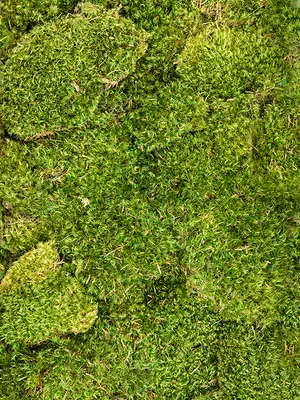 Hairmoss