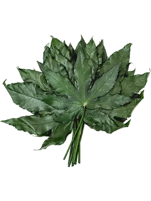 Aralia
