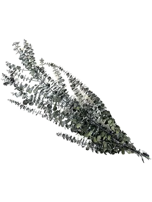 Eucalyptus