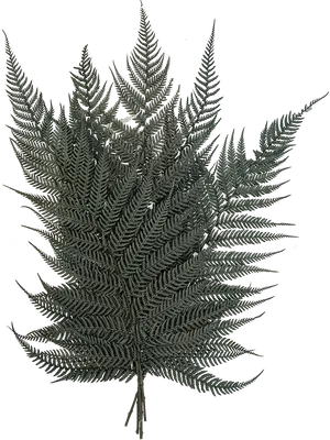 Briljantfern