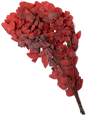 Eucalyptus