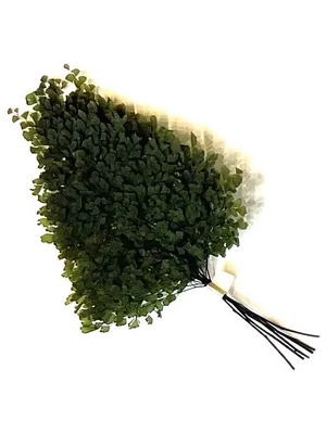 Adianthum