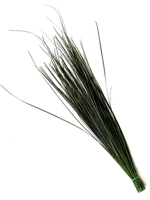 Beargrass