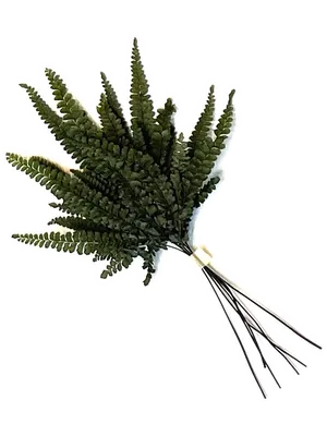 Felci Fern