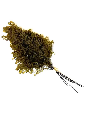 Adianthum