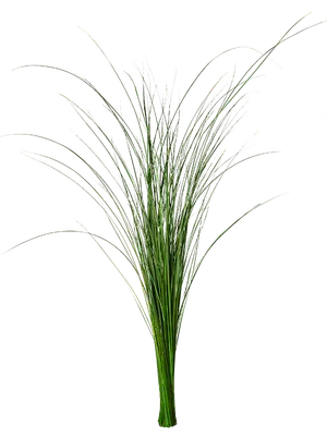 Gynerium Grass