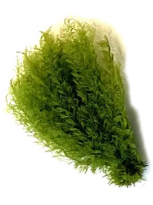 Air Fern