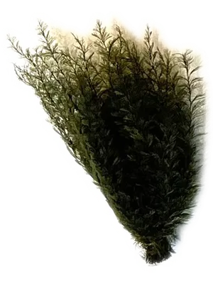 Air Fern