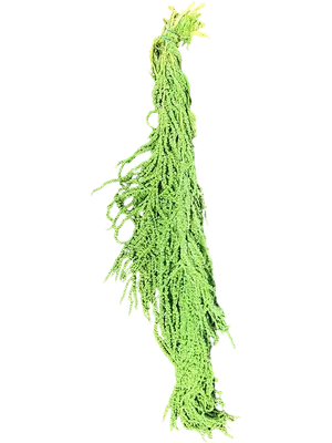 Amaranthus