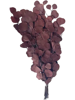 Eucalyptus