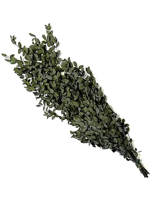 Eucalyptus