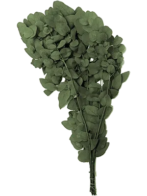 Eucalyptus