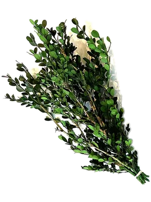 Buxus