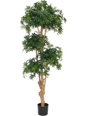 Acer Bonsai