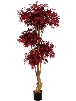 Acer Bonsai