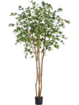 Acer