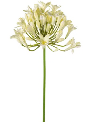 Agapanthus