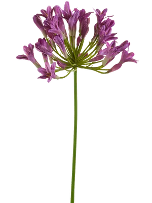 Agapanthus