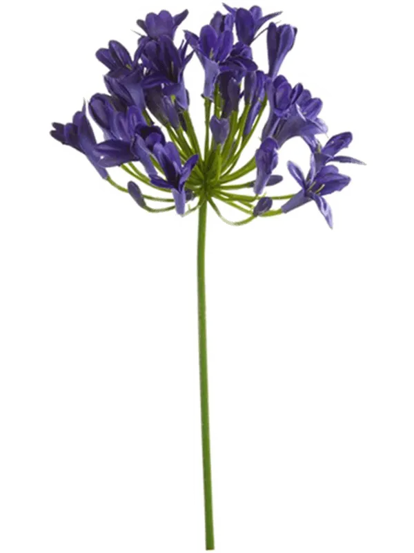 Agapanthus