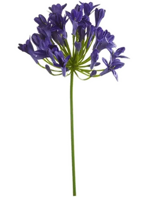Agapanthus