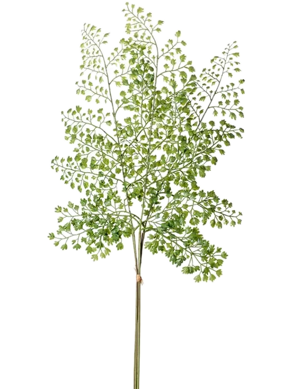 Adianthum